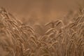 Summer dry ripened grain in cloudy day in fields Royalty Free Stock Photo