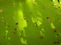 Summer duckweed pond in forest scene Royalty Free Stock Photo