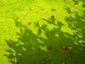 Summer duckweed pond in forest scene Royalty Free Stock Photo