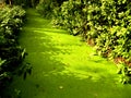 Summer duckweed pond in forest scene Royalty Free Stock Photo