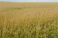 Summer eared field and blue sky Royalty Free Stock Photo