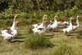 Summer early foggy morning geese hurry to the pond Royalty Free Stock Photo