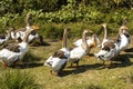 Summer early foggy morning geese hurry to the pond Royalty Free Stock Photo