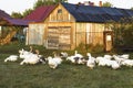 Summer early foggy morning geese hurry to the pond Royalty Free Stock Photo