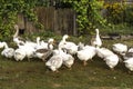 Summer early foggy morning geese hurry to the pond Royalty Free Stock Photo