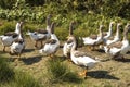 Summer early foggy morning geese hurry to the pond Royalty Free Stock Photo