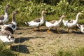 Summer early foggy morning geese hurry to the pond Royalty Free Stock Photo