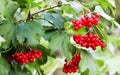 Summer elegant closeup of the red and green viburnum opulus branch with berries.