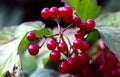 Summer elegant closeup of the red and green viburnum opulus branch with berries.