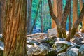 Enchanted forest view with boulders, tree trunks and forest in the background