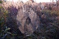 Dewy spiderwebs on meadow and morning sunlight Royalty Free Stock Photo