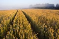 Summer end wheats field and mist Royalty Free Stock Photo