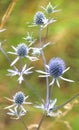 Eryngium planum grows in nature Royalty Free Stock Photo