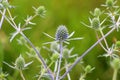 Eryngium planum grows in nature Royalty Free Stock Photo
