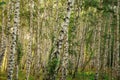 Birch grove