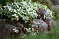 Vinca over stones. Royalty Free Stock Photo