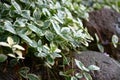 Vinca over stones in approach. Royalty Free Stock Photo