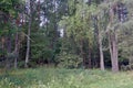 Summer evening at the edge of the forest. Tall pines. Royalty Free Stock Photo