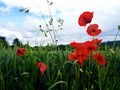 Summer evening on German field, Flowering poppies and green wheat