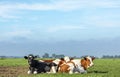 Summer evening, a group of young cows cozy lying together in the pasture, peaceful and happy Royalty Free Stock Photo