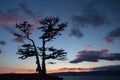 Summer evening landscape with a larch tree on the coast of Lake Baikal. Royalty Free Stock Photo