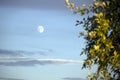 Summer evening landscape with the moon. Background blue sky with clouds. Royalty Free Stock Photo