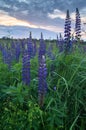 Summer evening on the meadow. Bright flowers and palmate leaf blades of Lupinus, Russia. Royalty Free Stock Photo