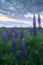 Summer evening on the meadow. Bright flowers and palmate leaf blades of Lupinus, Russia. Royalty Free Stock Photo