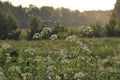 On a summer evening  midges hover over the flowers Royalty Free Stock Photo