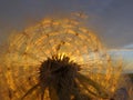 Dandelion fluffs at the evening light. Macro photography