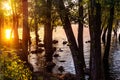 Summer evening on the river bank. The rays of the setting sun illuminate the bushes and tree trunks. Royalty Free Stock Photo