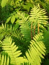 Summer: evening sunlit ferns Royalty Free Stock Photo