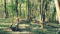 Summer evolved young forest Royalty Free Stock Photo