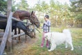 In summer  on the farm  a girl feeds a horse with a foal  and a Samoyed dog stands next to her Royalty Free Stock Photo