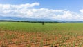 Summer Farm Maize Corn Crops Panoramic Landscape Royalty Free Stock Photo