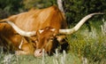 Texas longhorn cow sleeping in field Royalty Free Stock Photo