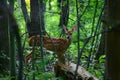 Summer Fawn