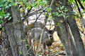 Summer fawn peeking through the trees