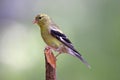 Summer Female Goldfinch Royalty Free Stock Photo