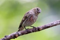 Summer Female House Finch Royalty Free Stock Photo