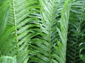 Summer Ferns Royalty Free Stock Photo
