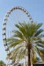 Summer ferris wheel and a palm tree, Dubai Royalty Free Stock Photo