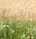 Summer field Royalty Free Stock Photo