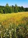 Summer field in Bashkiria Royalty Free Stock Photo