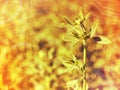 Summer field of blooming alfalfa, which is a valuable animal feed Royalty Free Stock Photo