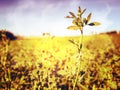 Summer field of blooming alfalfa, which is a valuable animal feed Royalty Free Stock Photo
