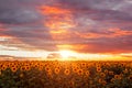 Summer field of blooming sunflowers at sunset with purple, orange sky and sunbeams. Beautiful landscape. Agriculture Royalty Free Stock Photo