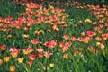 Summer the field of the blossoming tulips of red and yellow colors in beams setting the sun Royalty Free Stock Photo