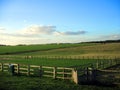 Summer field and blue skies