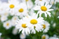 Summer Field of daisy flowers Royalty Free Stock Photo